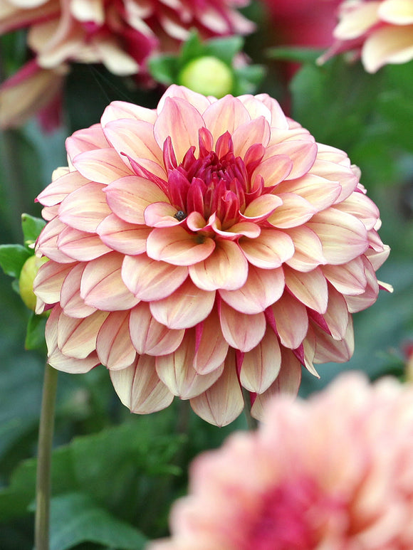 Dahlia Creme de Cognac