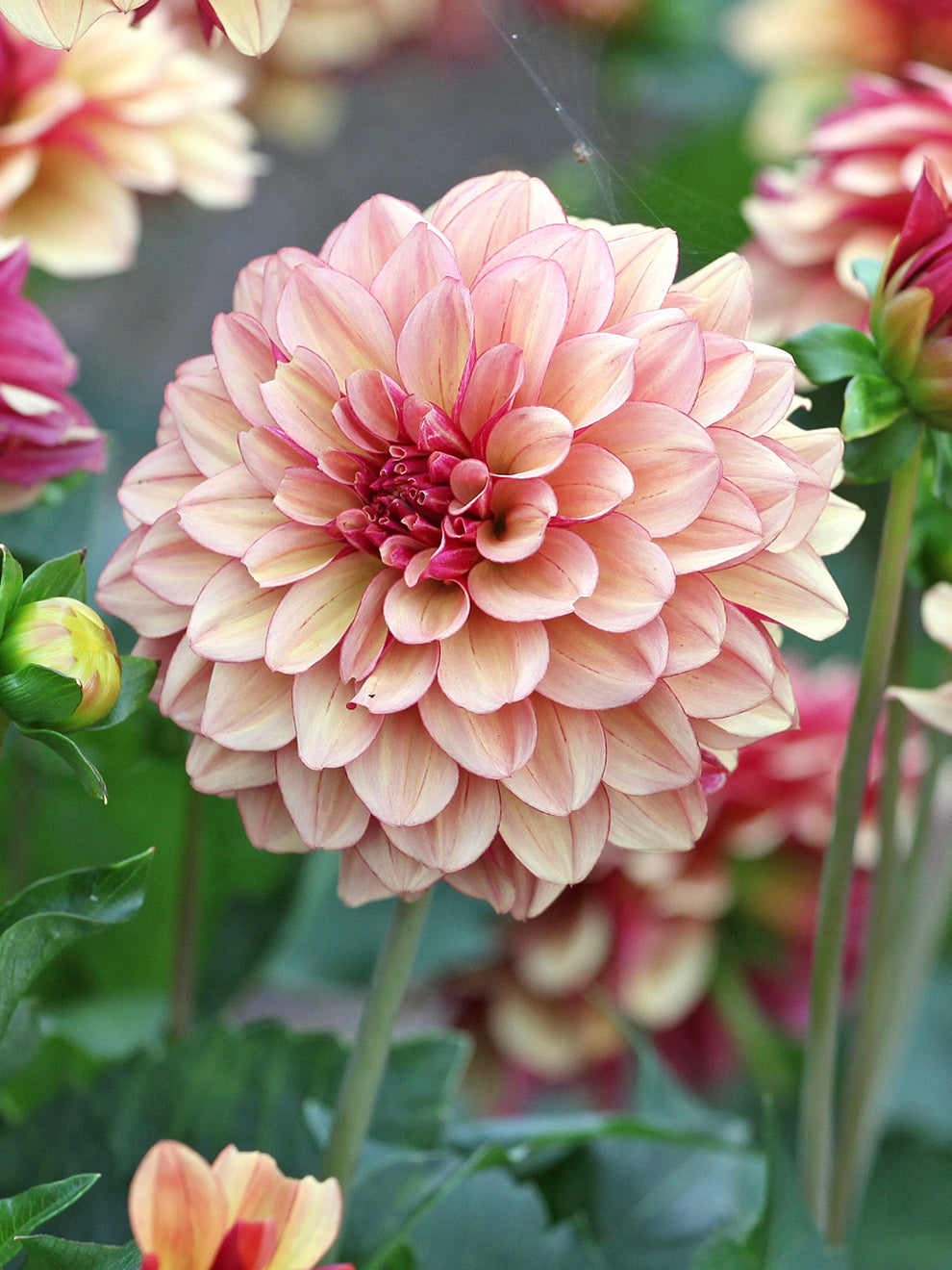 Dahlia 'Crème de Cognac' – Decorative Dahlia | DutchGrown™ UK
