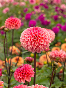 Dahlia Daisy Duke