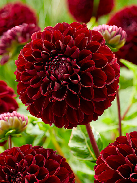 Velvety crimson Dahlia ‘Dark Spirit’ flower head