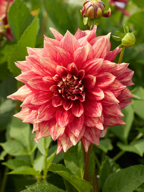 Golden decorative dahlia flower close-up