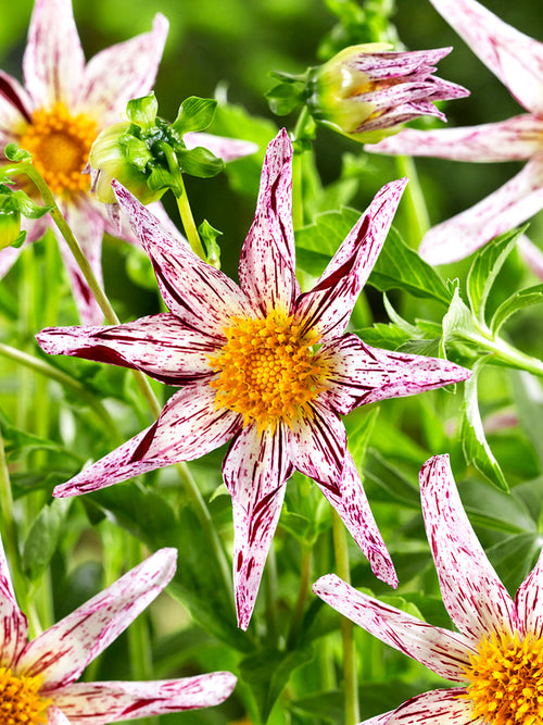 White dahlia with red streaked petals