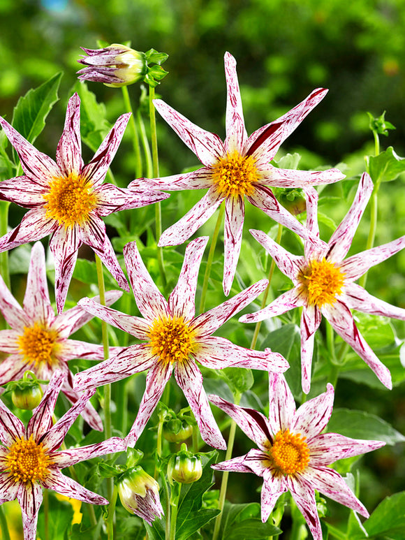 Dahlia ‘Destiny’s Teacher’ in cottage garden