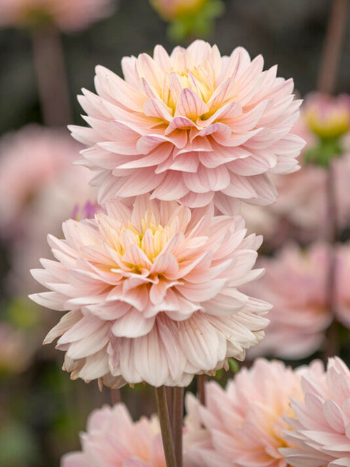 Buy Dahlia Diana's Memory Tubers