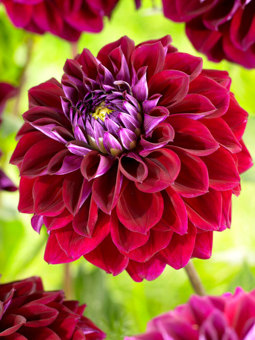 Rounded dark dahlia close-up