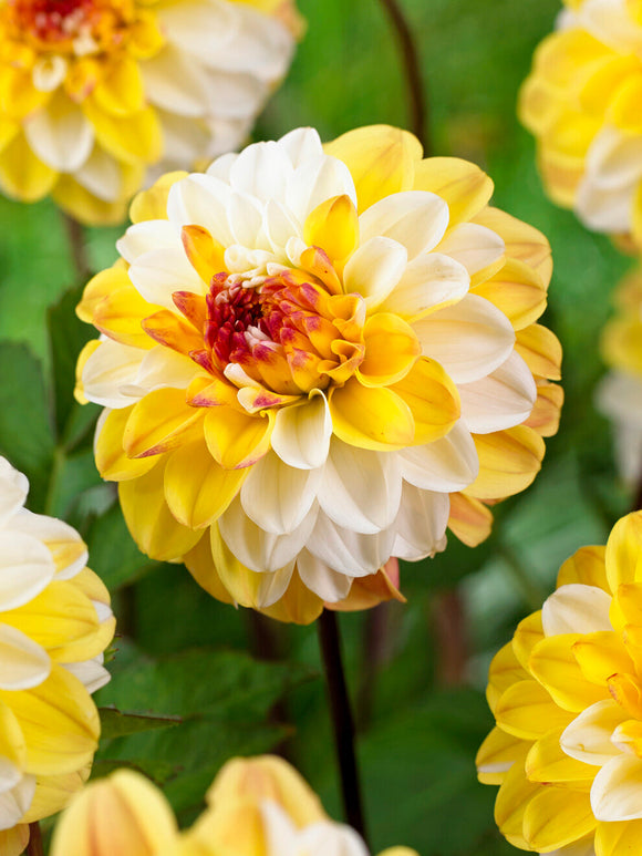 Dahlia ‘Double Jill’ soft yellow bloom