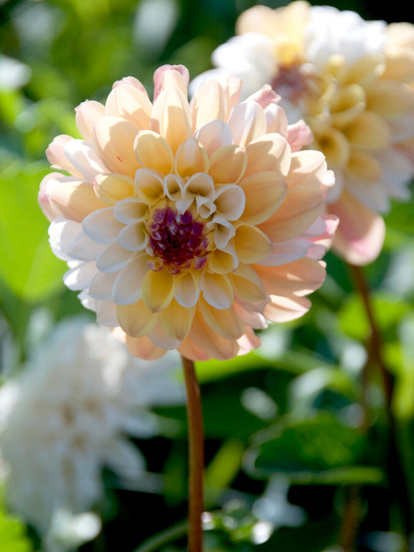 Rounded decorative dahlia in garden