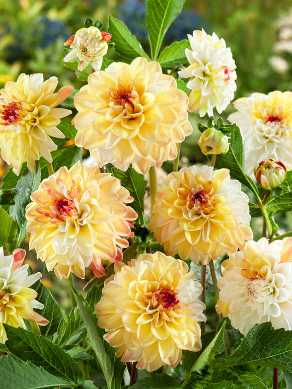 Soft golden yellow dahlia bloom