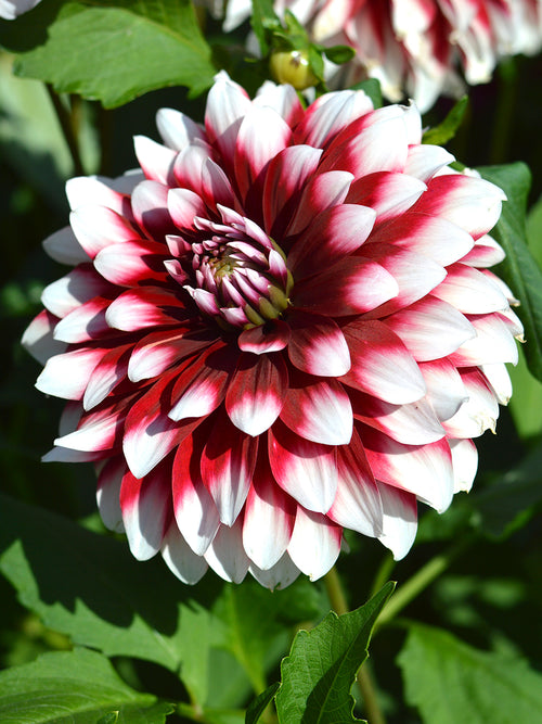 Dahlia Duet Tubers