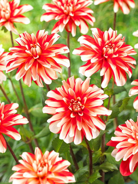 Dahlia Dynamite Tubers