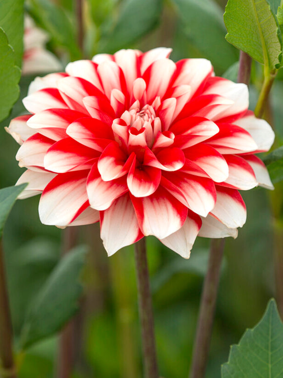 Buy Dahlia Dynamite Tubers for Spring Planting