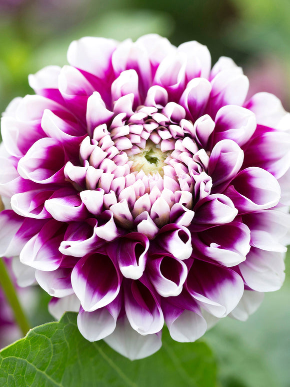 Buy Dahlia Edinburgh Tubers