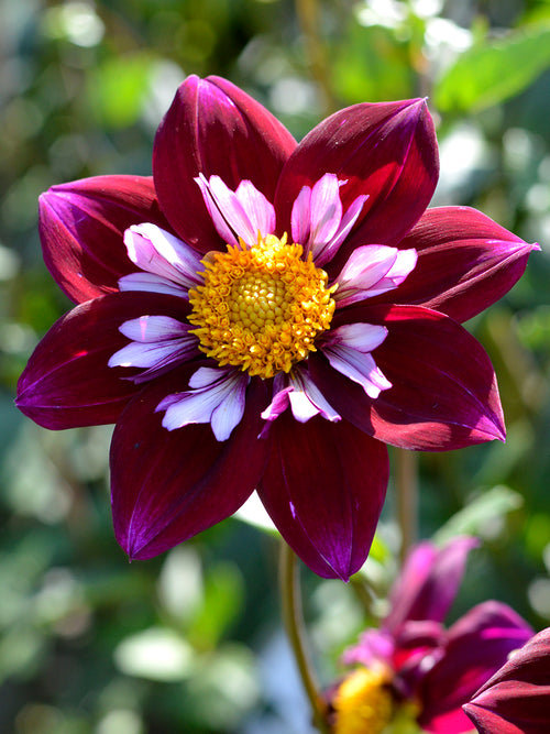 Dahlia Eefje for Spring Planting