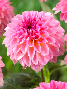 Dahlia Esli