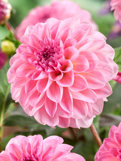 Dahlia Esli Tubers