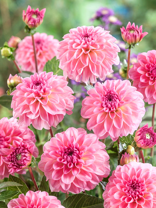 Buy Dahlia Esli Tubers