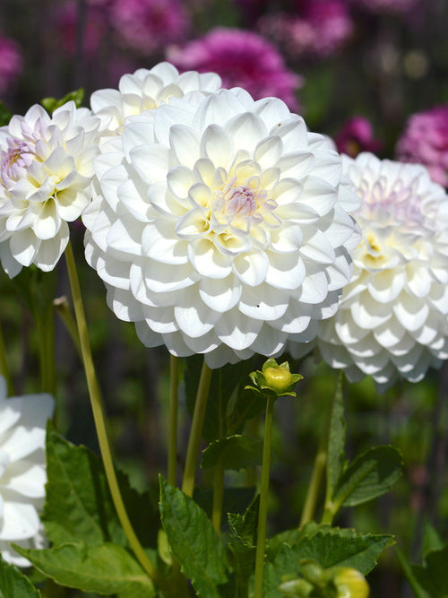 Dahlia Eveline Tubers