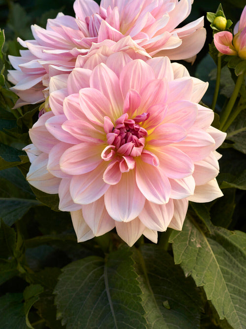 Soft pink decorative dahlia flower