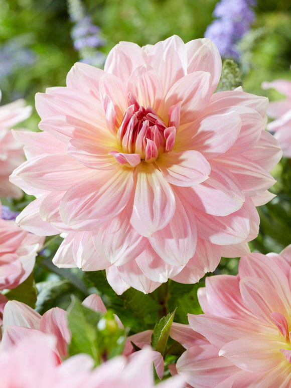 Dahlia ‘Fairway Pilot’ blush pink bloom
