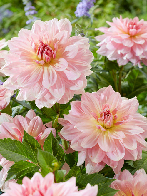 Elegant blush pink dahlia close-up
