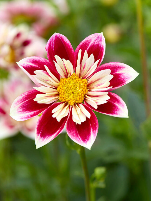 Dahlia ‘Fashion Monger’ collarette bloom