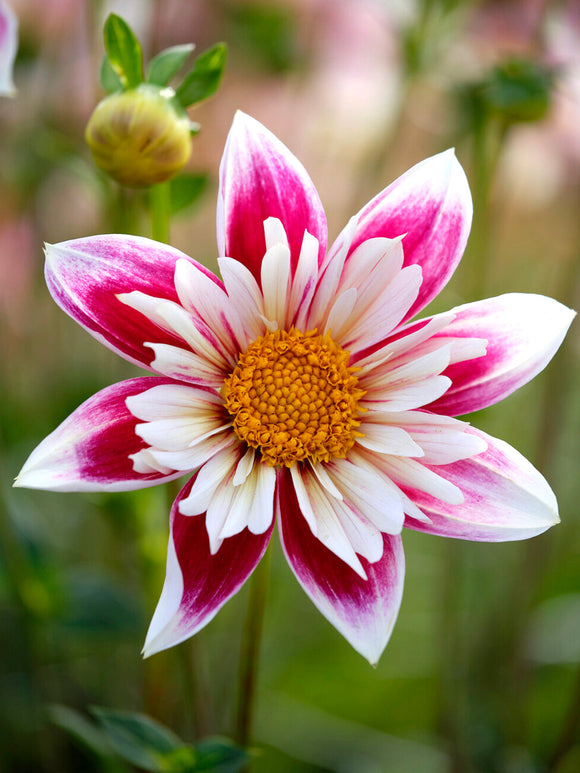 White dahlia with raspberry streaks