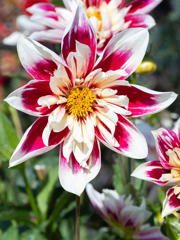 Dahlia ‘Fashion Monger’ in cottage garden