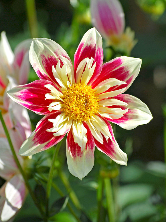 Pollinator-friendly collarette flower