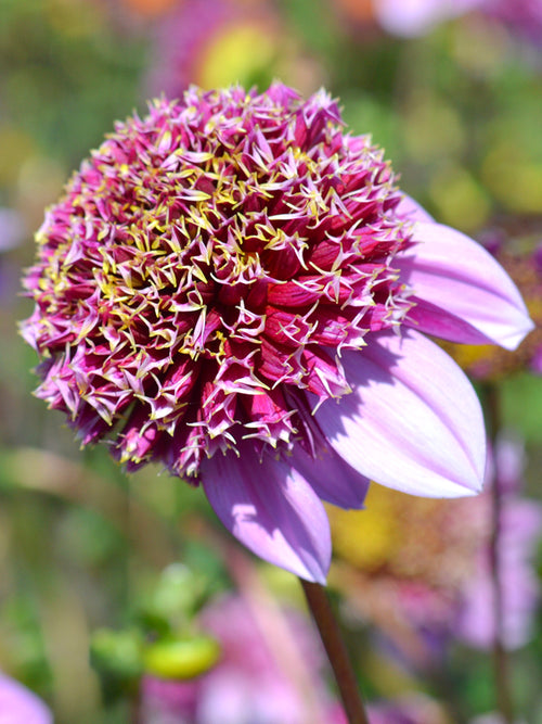 Dahlia Fenna Baaij