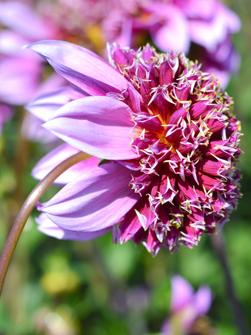 Dahlia Fenna Baaij Tubers