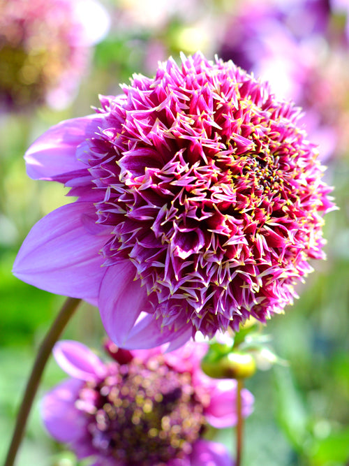 Buy Dahlia Fenna Baaij Tubers