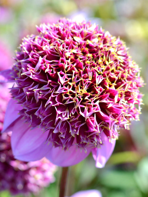 Dahlia Fenna Baaij