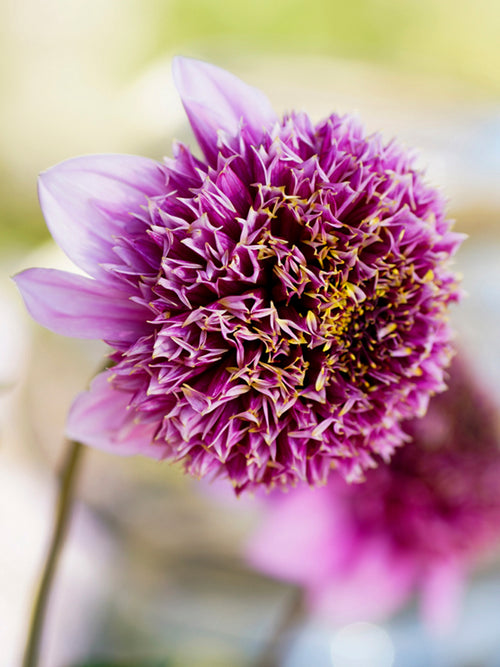 Dahlia Fenna Baaij