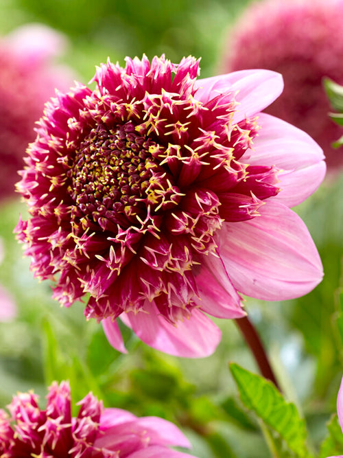 Dahlia Fenna Baaij