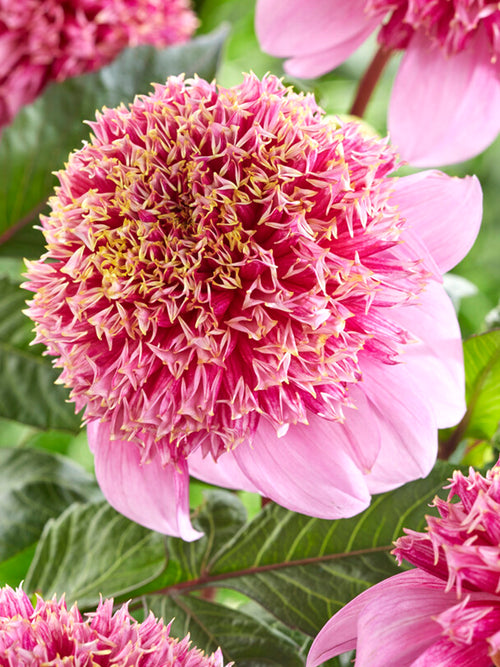 Dahlia Fenna Baaij