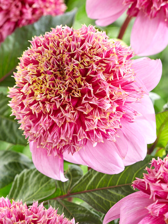 Dahlia Fenna Baaij