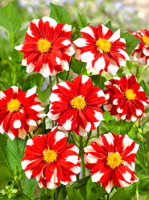 Buy Dahlia Fire and Ice