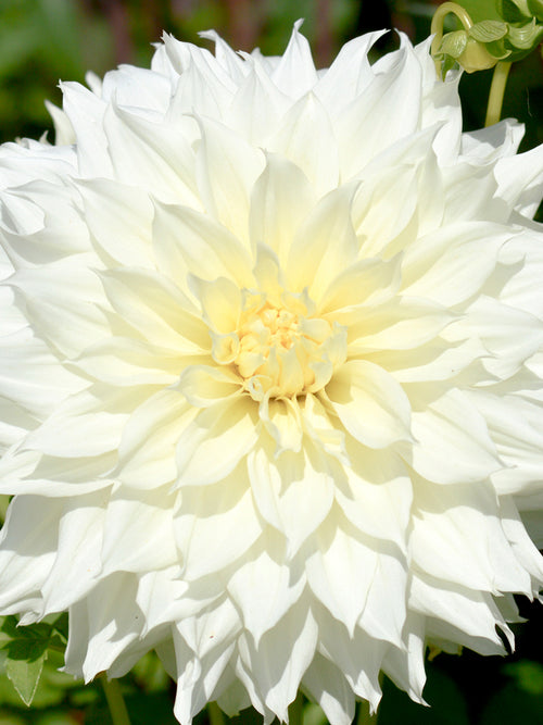 Buy Dahlia Fleurel