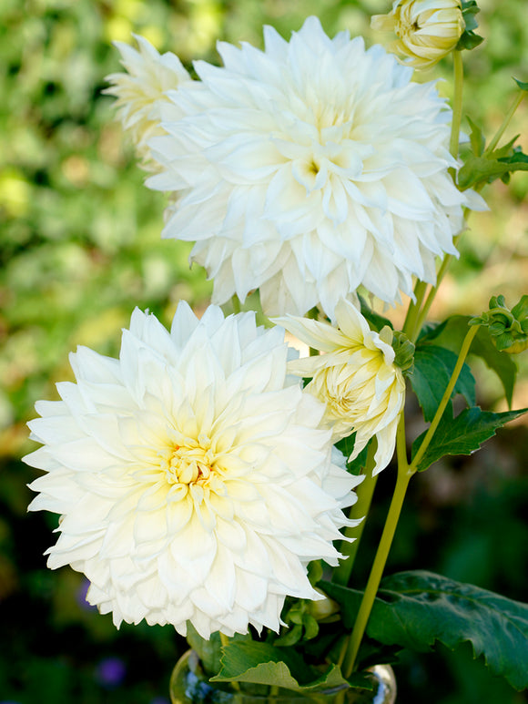 Dahlia Fleurel Tubers