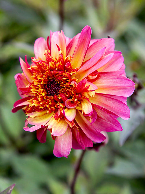 Bright dahlia in summer border
