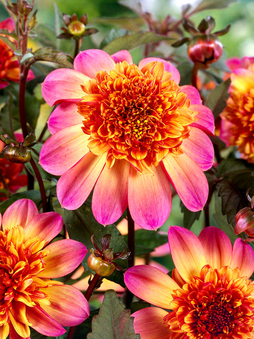 Coral and orange anemone dahlia