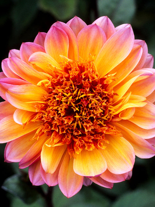 Dahlia ‘Floorinoor’ close-up centre