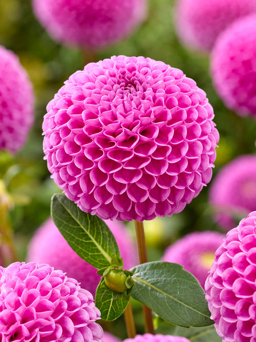 Dahlia ‘Franz Kafka’ pink pompon bloom