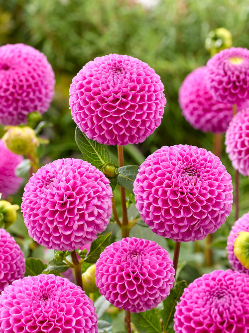 Bright pink pompon dahlia flower