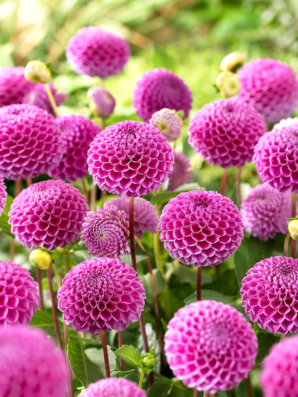 Dahlia ‘Franz Kafka’ in garden border