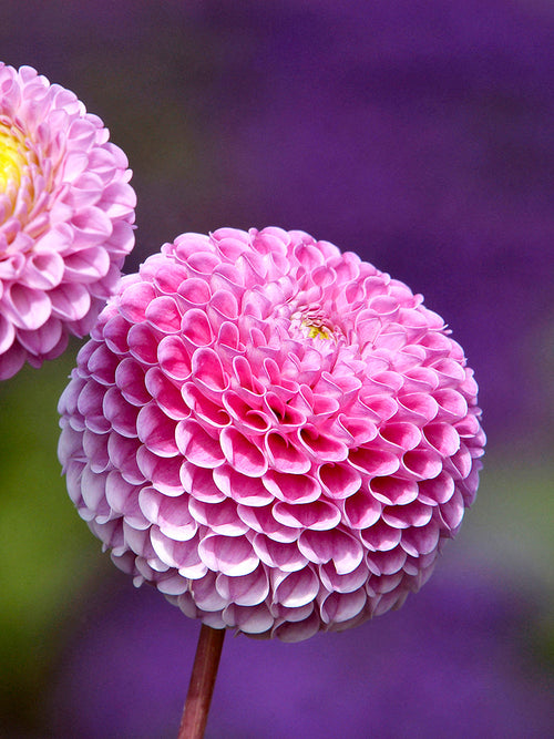 Small geometric pompon dahlia