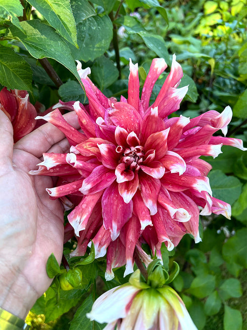 Dahlia ‘Frost Nip’ in summer border