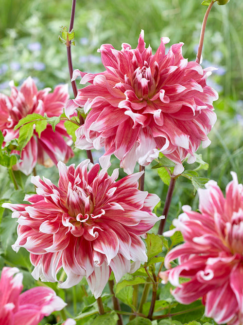 Cream and rosy pink dahlia petals