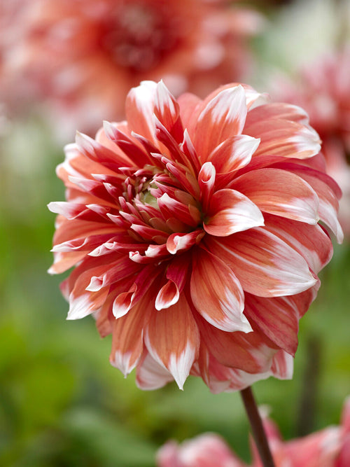 Dahlia ‘Frost Nip’ dinnerplate bloom