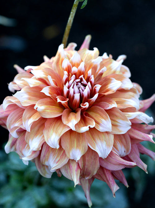 Large blush pink dahlia flower